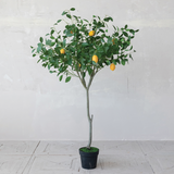 Brighten up a corner with this pretty artificial lemon tree. It features lifelike green leaves, yellow lemons, and a tall trunk accented with faux moss. Place this tree in a larger decorative planter for a stunning addition to your home.
Materials:
Silk, plastic, natural elements
Dimensions:
31 1/2" diameter x 31 1/2" high