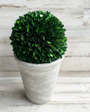 Round preserved boxwood topiary in urn