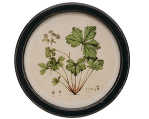 Botanical print, Plant artwork, Green leaves with brown stems, Black distressed round frame, JaBella Designs