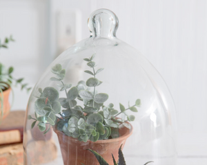 Small glass bell-shaped cloche with wood base

Showcase a treasured item inside this stunning display dome. The simplistic, natural look can house anything from antiques, jewelry, or terrariums. Change it out depending on the event or season including weddings and holidays. The base is fashioned from wood and bell cloche is fashioned from glass. This item is food safe.

Materials:
Glass, wood

Dimensions:
10" diameter x 11" high