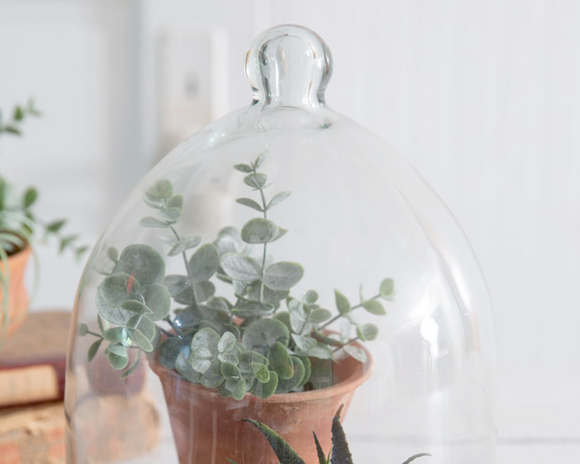 Small glass bell-shaped cloche with wood base

Showcase a treasured item inside this stunning display dome. The simplistic, natural look can house anything from antiques, jewelry, or terrariums. Change it out depending on the event or season including weddings and holidays. The base is fashioned from wood and bell cloche is fashioned from glass. This item is food safe.

Materials:
Glass, wood

Dimensions:
10