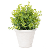 Small potted plant with green leaves in a white pot on a white background