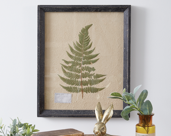 Framed pressed lady fern botanical wall hanging