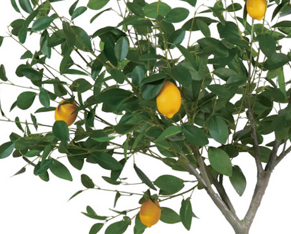 Brighten up a corner with this pretty artificial lemon tree. It features lifelike green leaves, yellow lemons, and a tall trunk accented with faux moss. Place this tree in a larger decorative planter for a stunning addition to your home.

Materials:
Silk, plastic, natural elements

Dimensions:
31 1/2