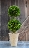 Two-tiered green topiary in a beige pot against a wooden background