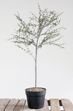 Potted plant on a wooden surface with a white background
