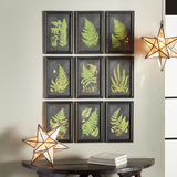 Nine framed botanical prints of ferns on a wall with decorative lanterns and books on a table.