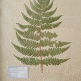 Framed pressed lady fern botanical wall hanging