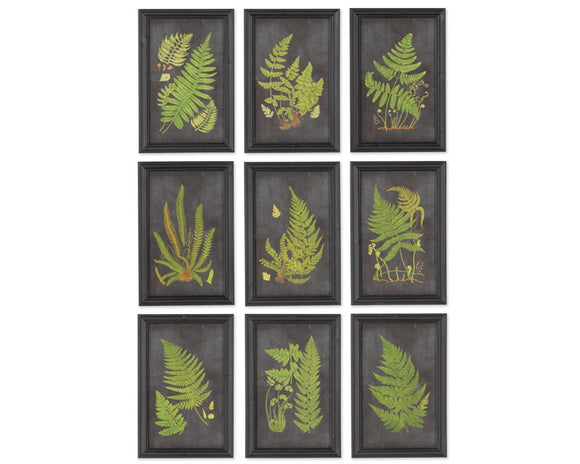 Nine framed illustrations of fern leaves on a white background