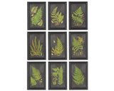 Nine framed illustrations of fern leaves on a white background