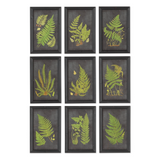 Set of nine framed botanical prints of ferns on a white background