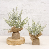 Two small potted plants wrapped in burlap on a wooden stand against a light gray background.