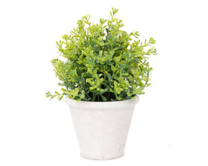 Small potted plant with green leaves in a white pot on a white background