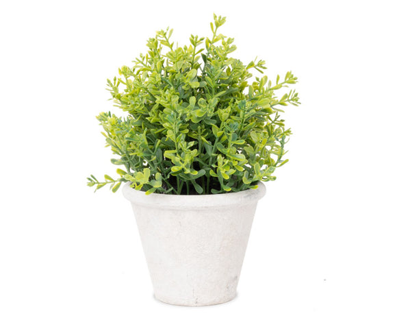 Small potted plant with green leaves in a white pot on a white background