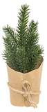 Small potted plant wrapped in burlap with twine on a white background