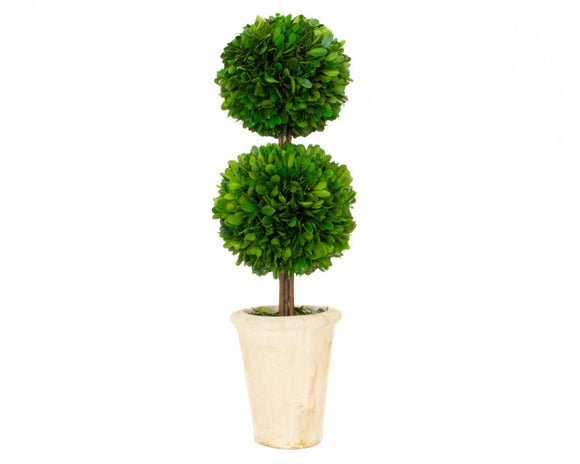 Preserved boxwood topiary in clay pot

Discover the allure of real boxwood with our preserved boxwood topiary. This double ball topiary, housed in a clay pot, exudes an elegance that only genuine boxwood can offer. Its lush green hue and natural texture bring a touch of nature's beauty into your home or office. 