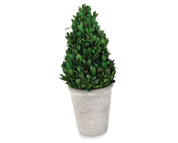 Mud Pie, Boxwood topiaries, Preserved boxwood, Greenery, Green, Gray planters, Concert planter with boxwood, Farmhouse greenery, Fixer Upper style, JaBella Designs, Murfreesboro